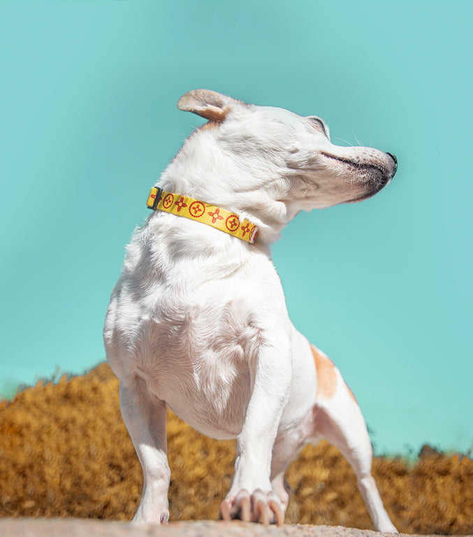 SFBC Zia Dog Collar